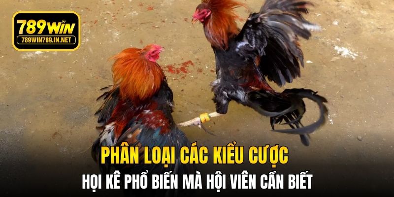 Phân loại các kiểu cược chọi kê phổ biến mà hội viên cần biết